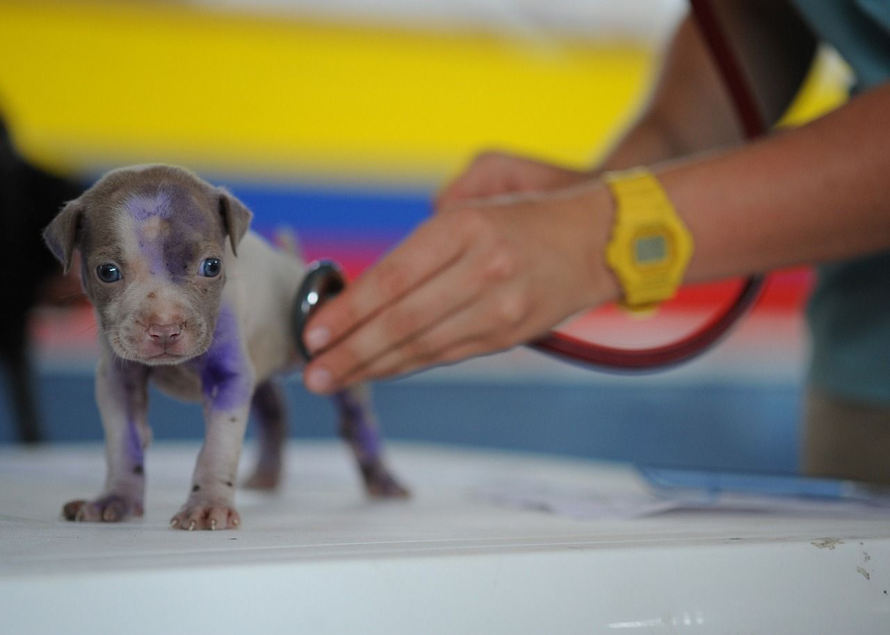 Seguros de mascotas en Córdoba